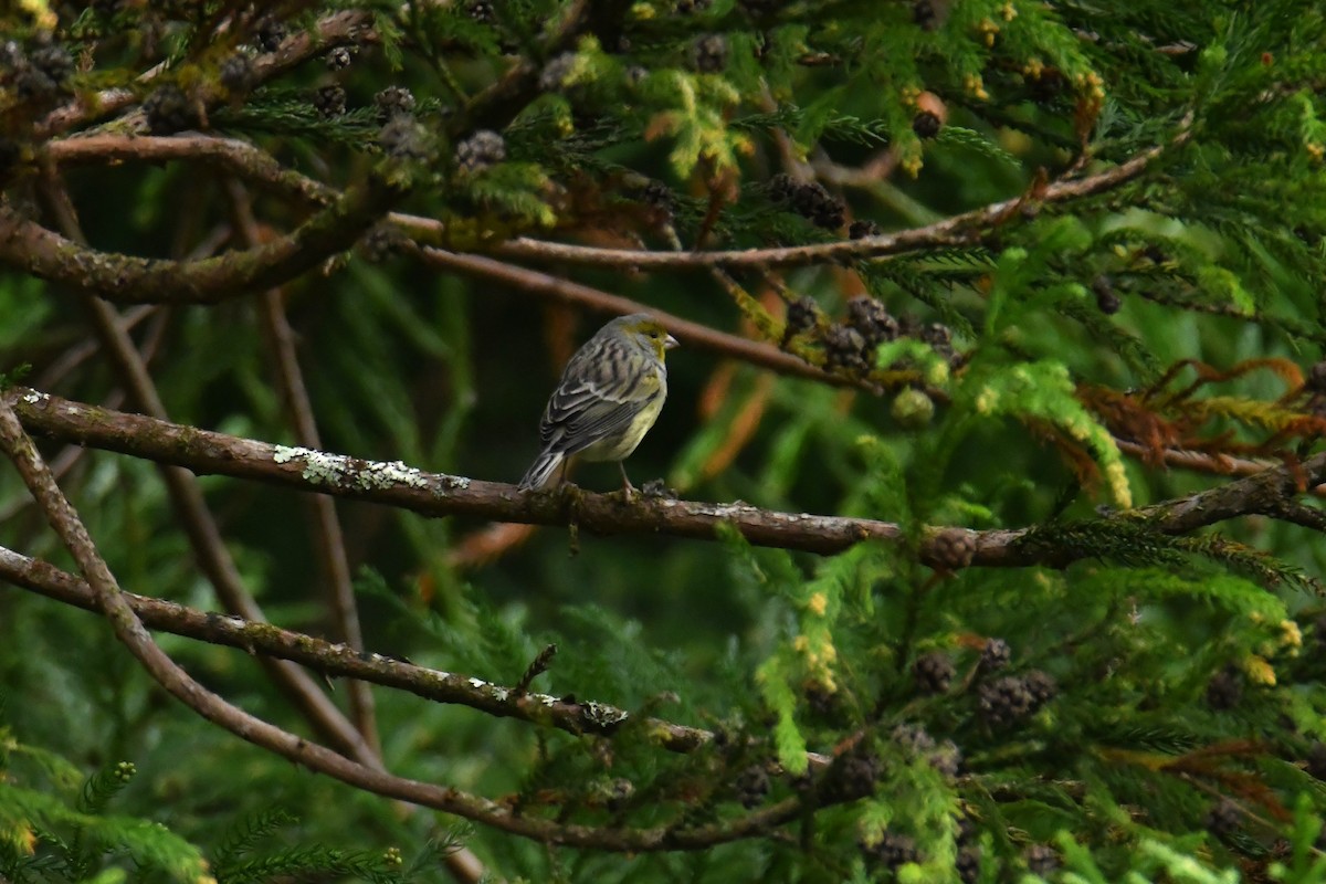 Island Canary - ML625297821