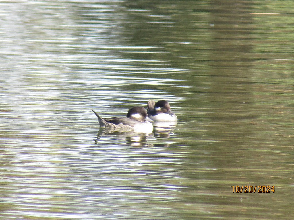 Bufflehead - Carlos G Vasquez C