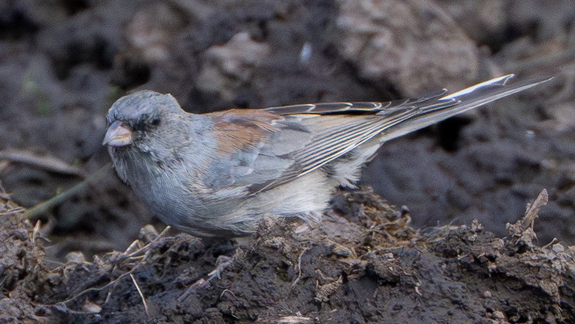 Серый юнко (caniceps) - ML625297881