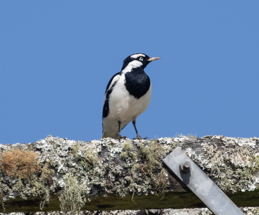 Magpie-lark - Lindy Fung