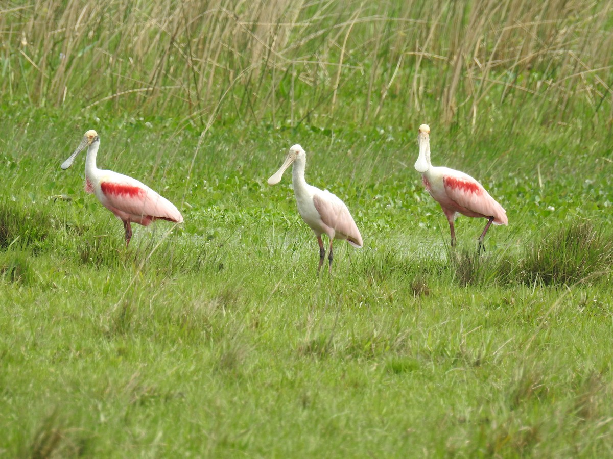 Roseate Spoonbill - adriana centeno