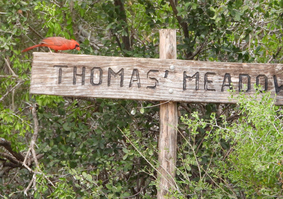 Northern Cardinal - ML625297935