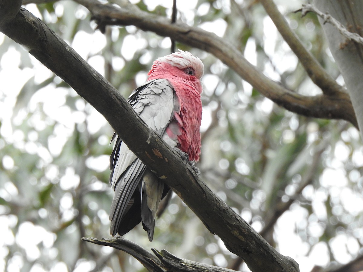 Galah - ML625297937