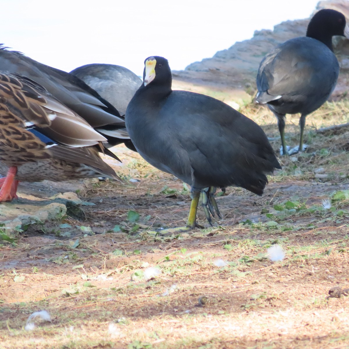 American Coot - ML625297939