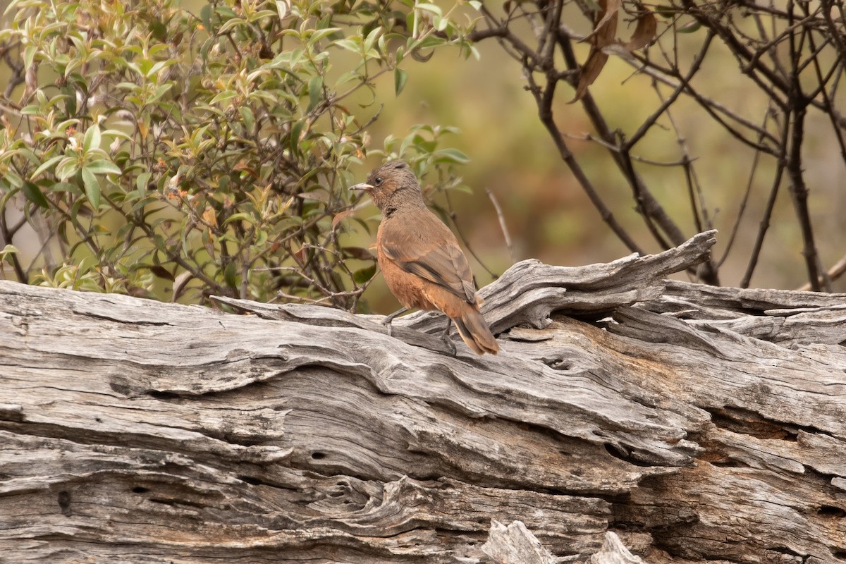 Rufous Treecreeper - ML625297941