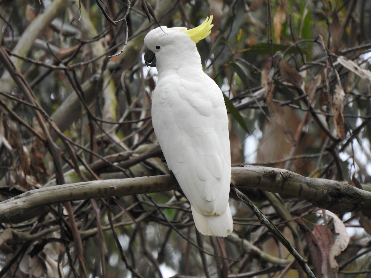 Sulphur-crested Cockatoo - ML625297944