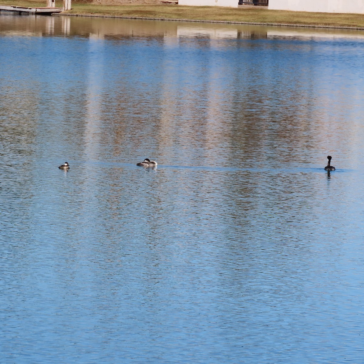 Western Grebe - ML625297945