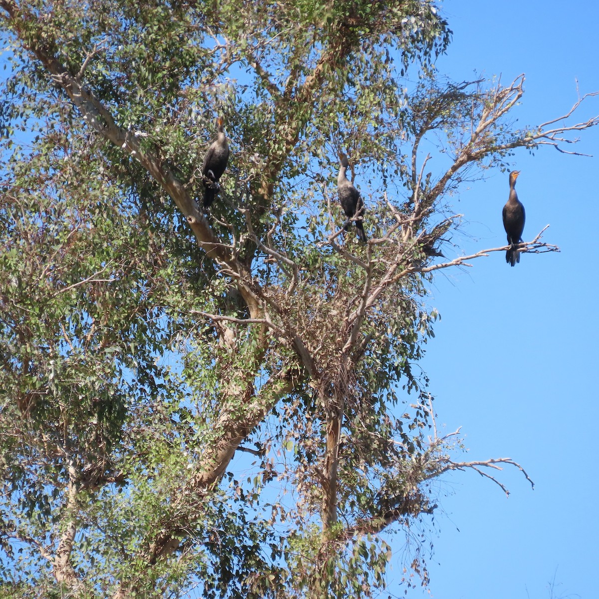 Double-crested Cormorant - ML625297950