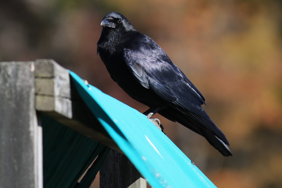 American Crow - ML625297956