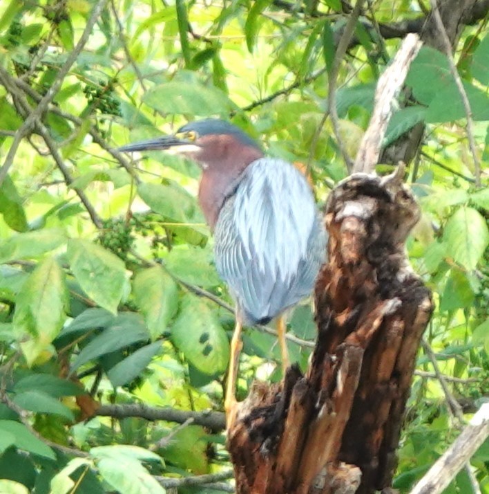 Green Heron - ML625297959