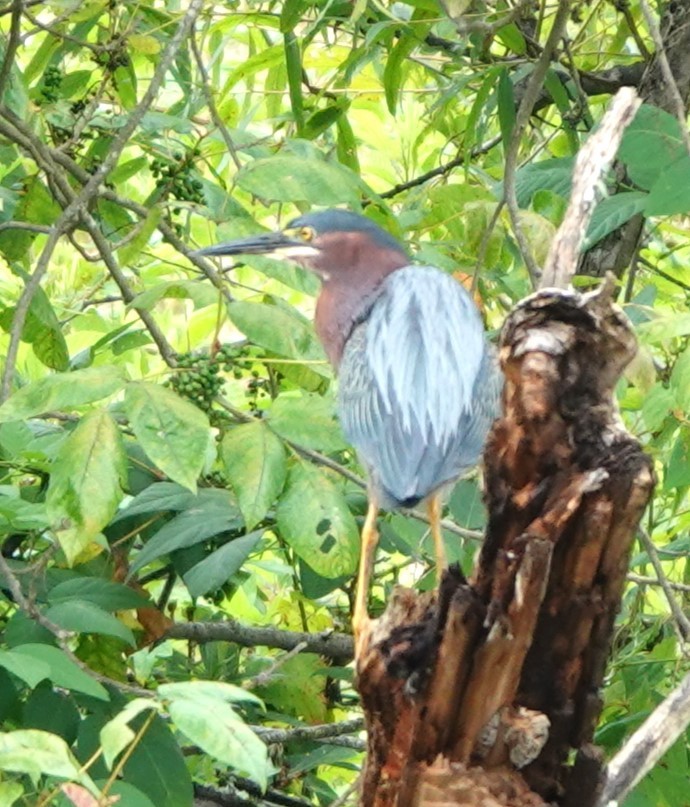 Green Heron - ML625297960