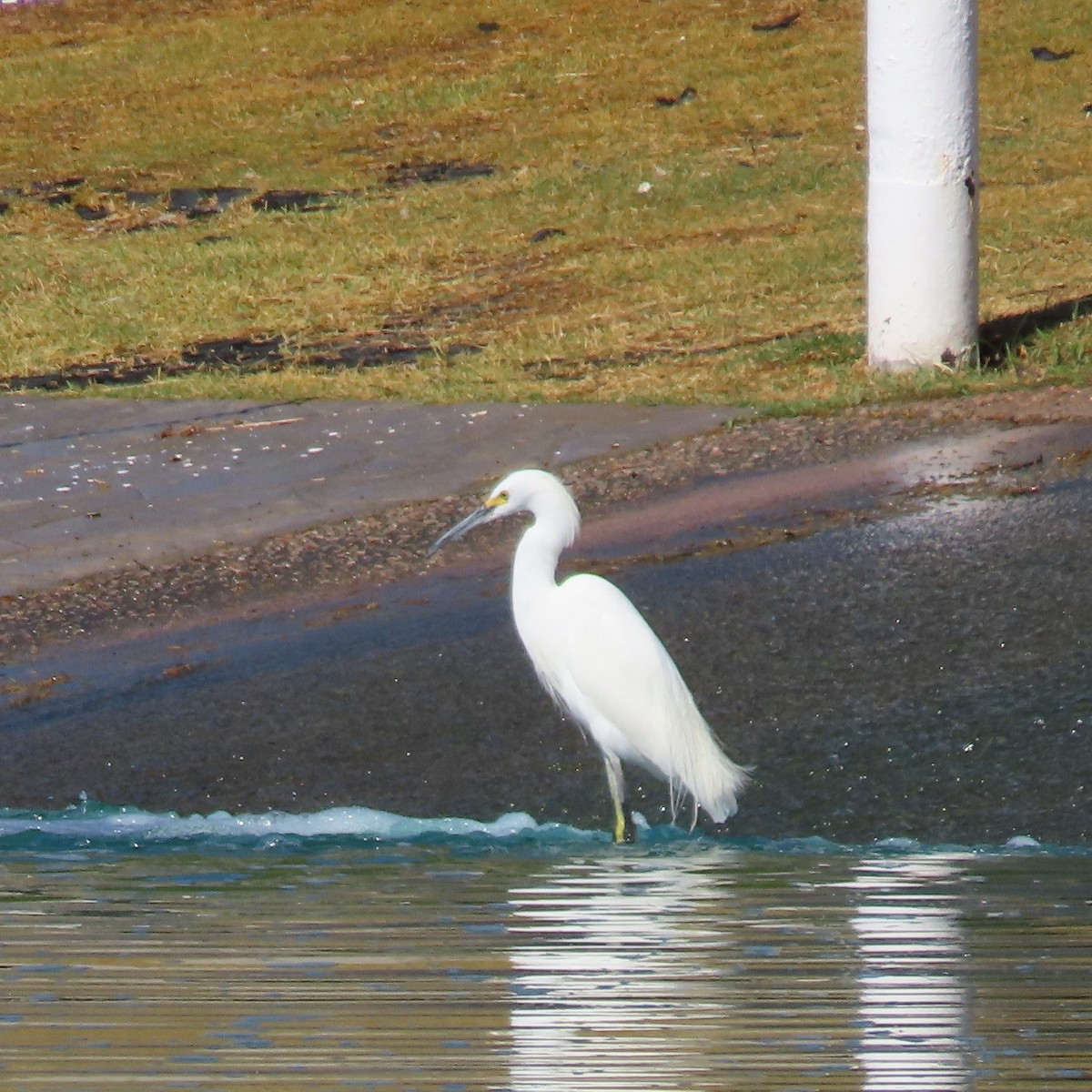 Snowy Egret - ML625297961