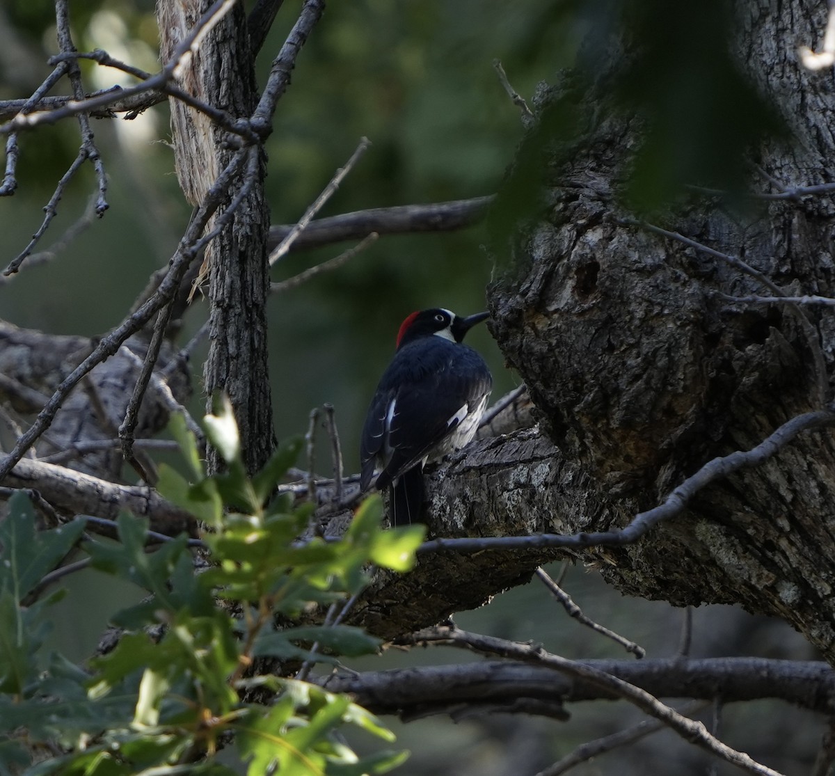 Acorn Woodpecker - ML625297962