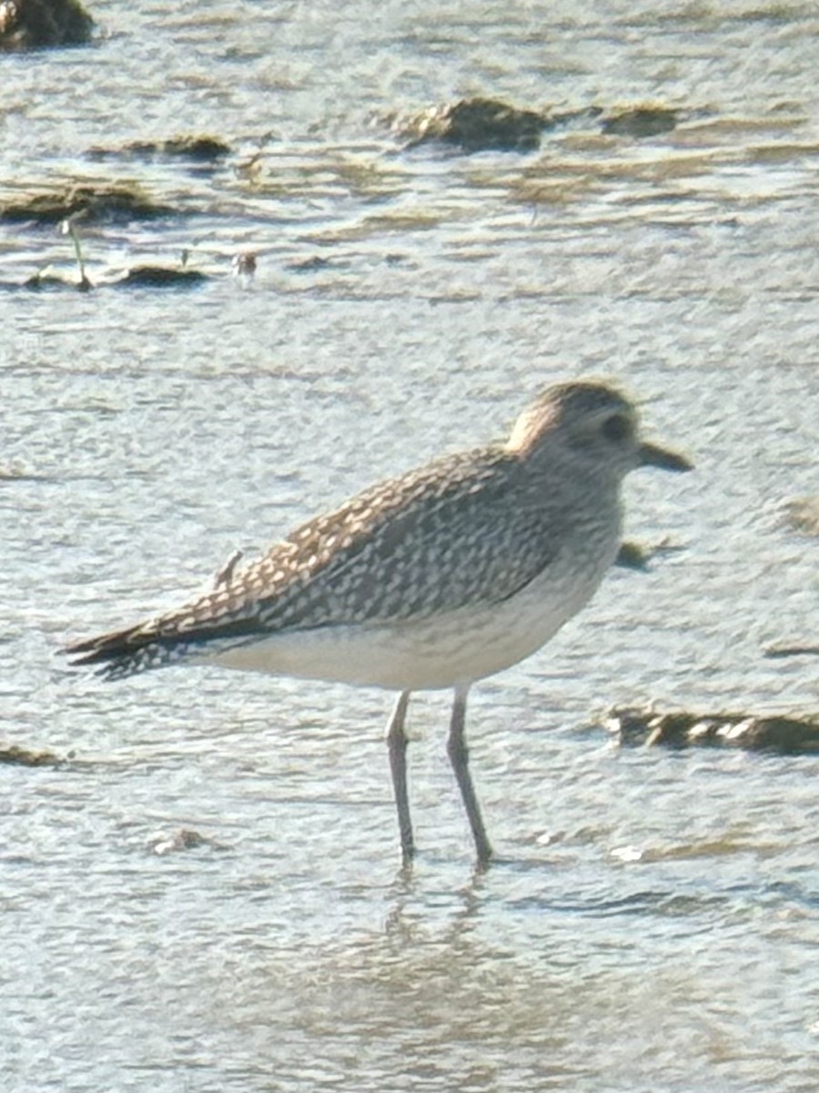 Black-bellied Plover - ML625297963