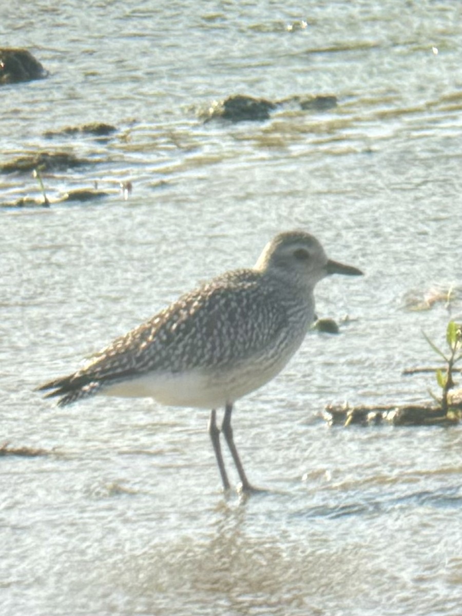 Black-bellied Plover - ML625297964