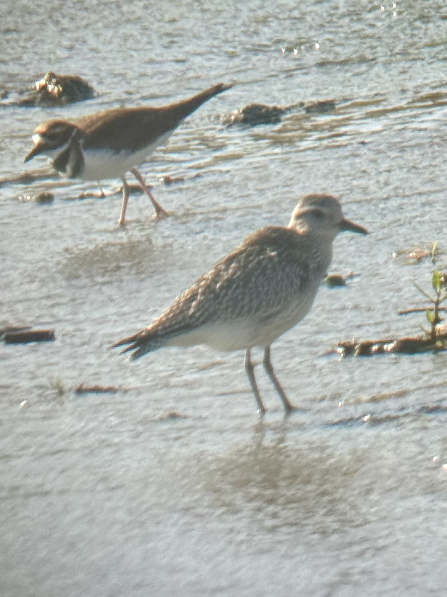 Black-bellied Plover - ML625297965