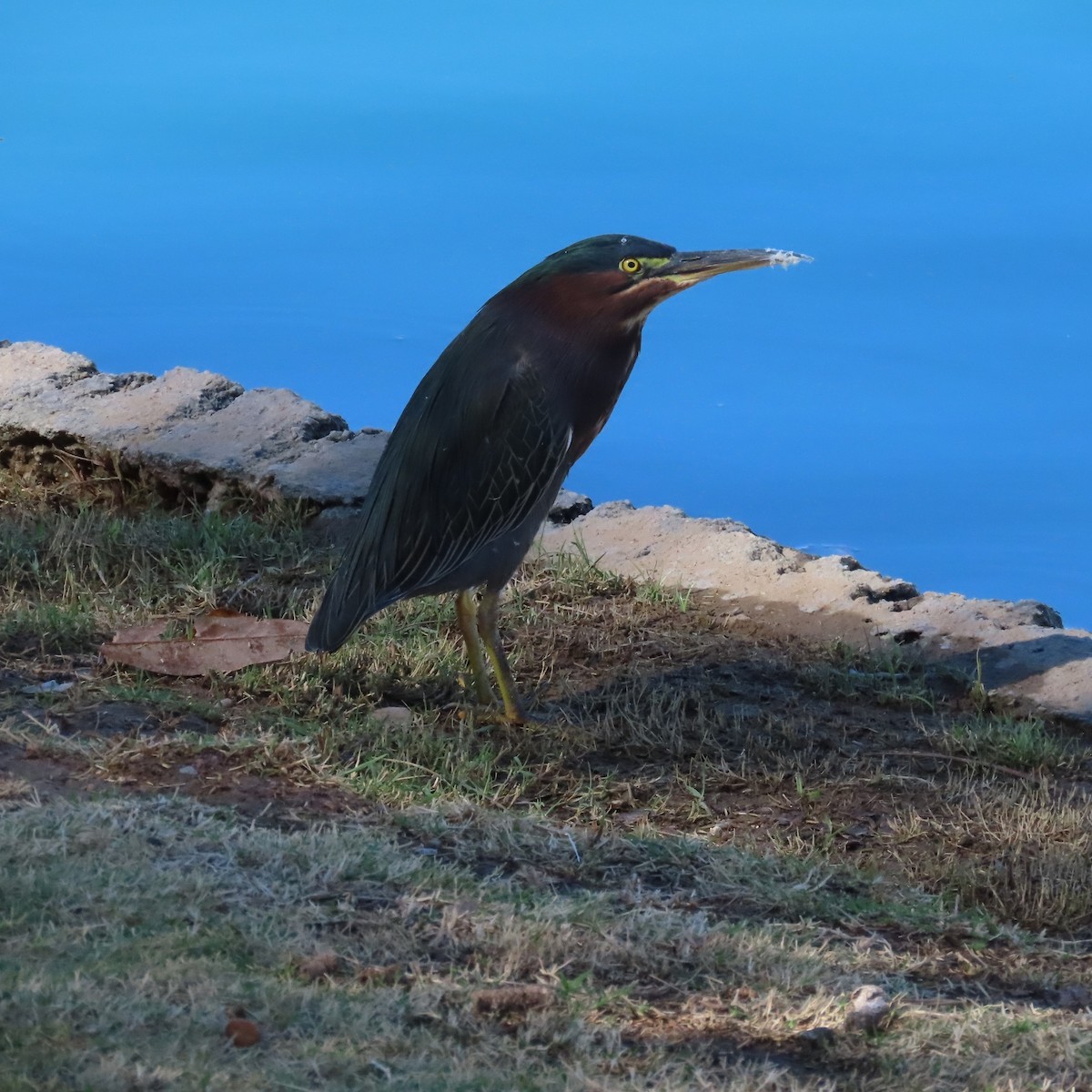 Green Heron - ML625297967