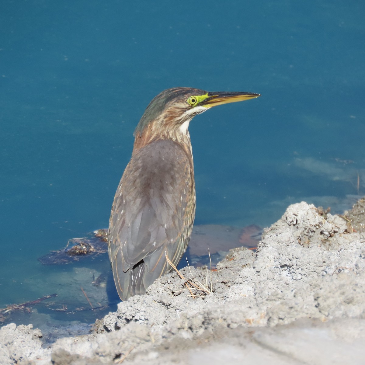 Green Heron - ML625297968