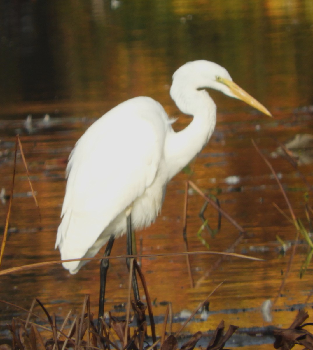 Great Egret - ML625297969