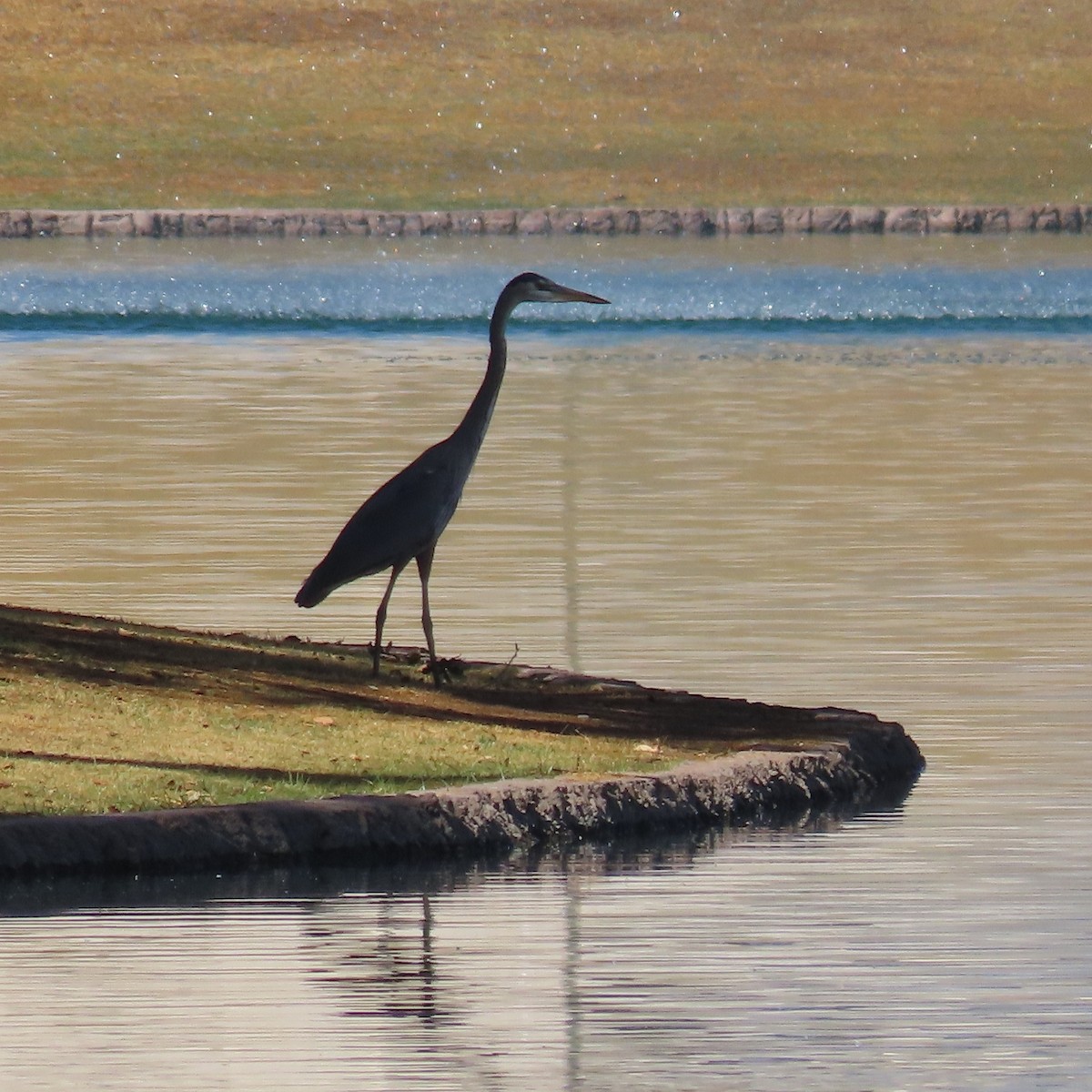 Great Blue Heron - Anne (Webster) Leight