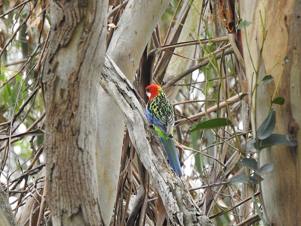 Eastern Rosella - ML625297971