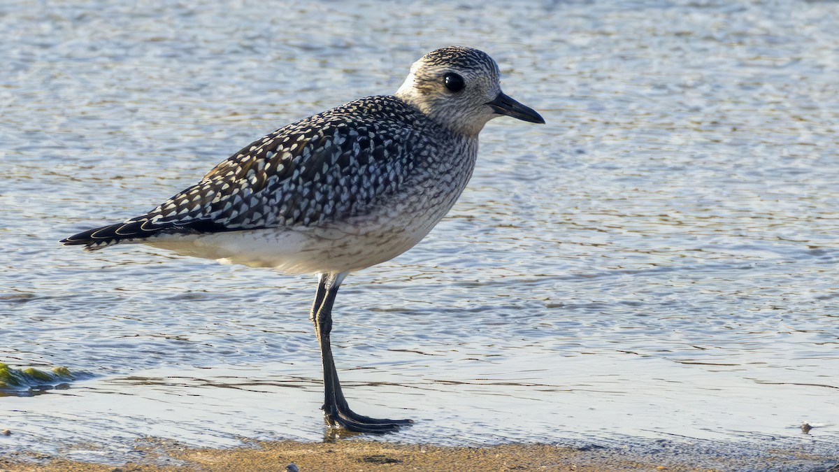 Black-bellied Plover - Dana Sudborough