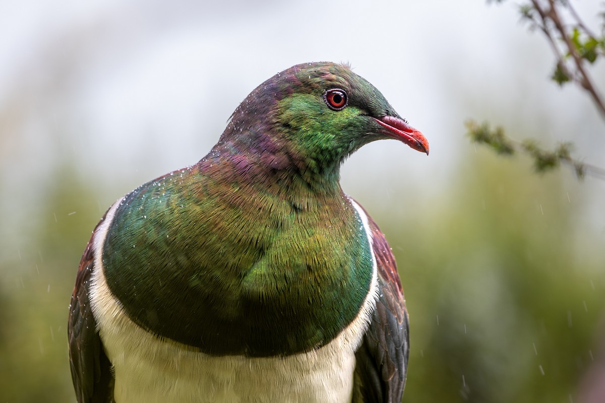 New Zealand Pigeon - ML625298042