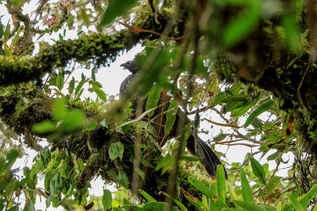 Andean Guan - ML625298052