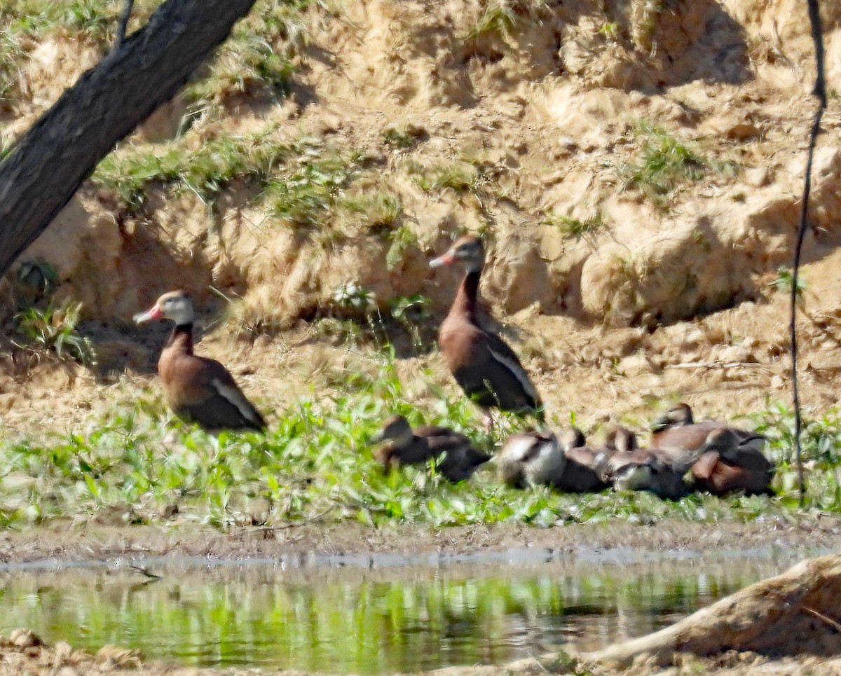 Black-bellied Whistling-Duck - ML625298139