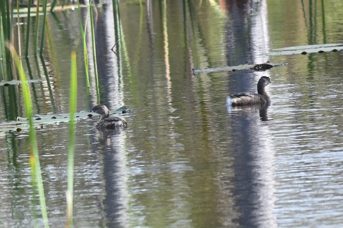 Pied-billed Grebe - ML625298268