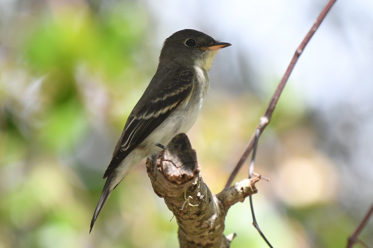 Eastern Wood-Pewee - ML625298338