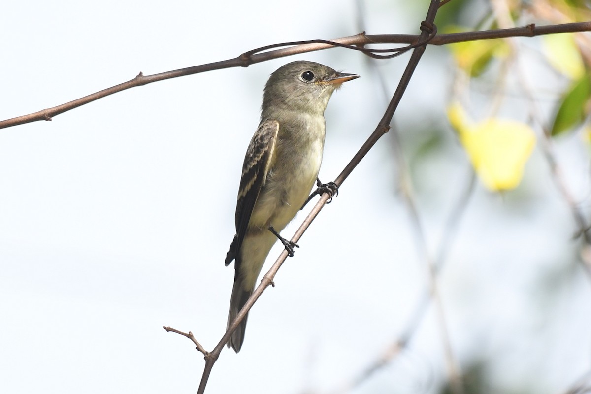 Eastern Wood-Pewee - ML625298339