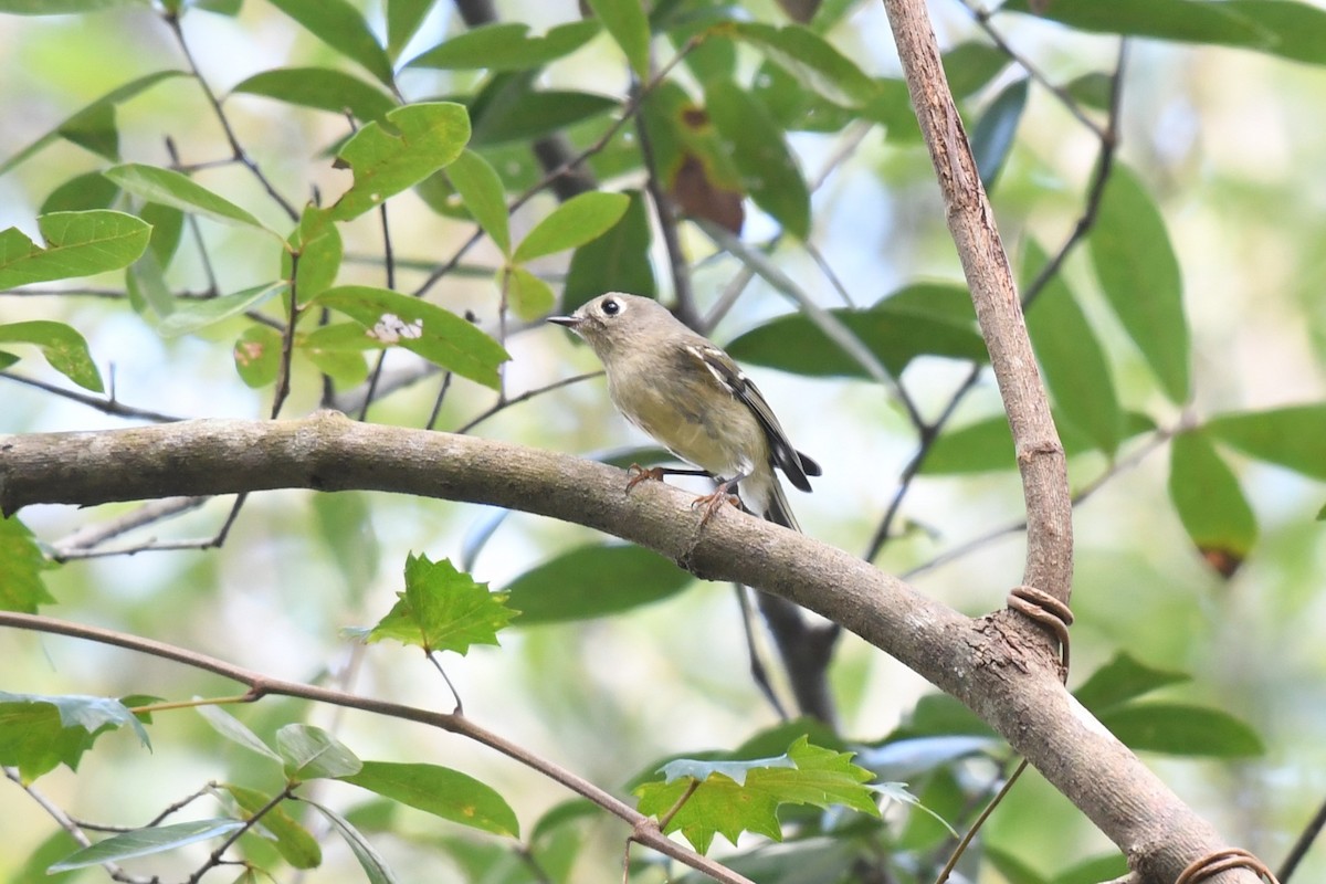 Ruby-crowned Kinglet - ML625298407