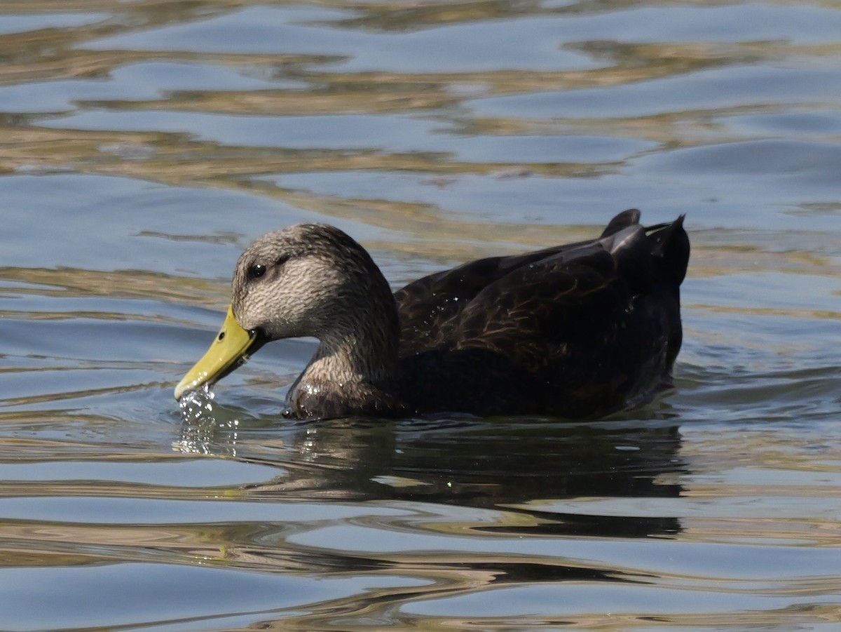 American Black Duck - ML625298423
