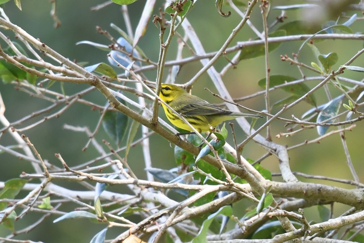 Prairie Warbler - ML625298427