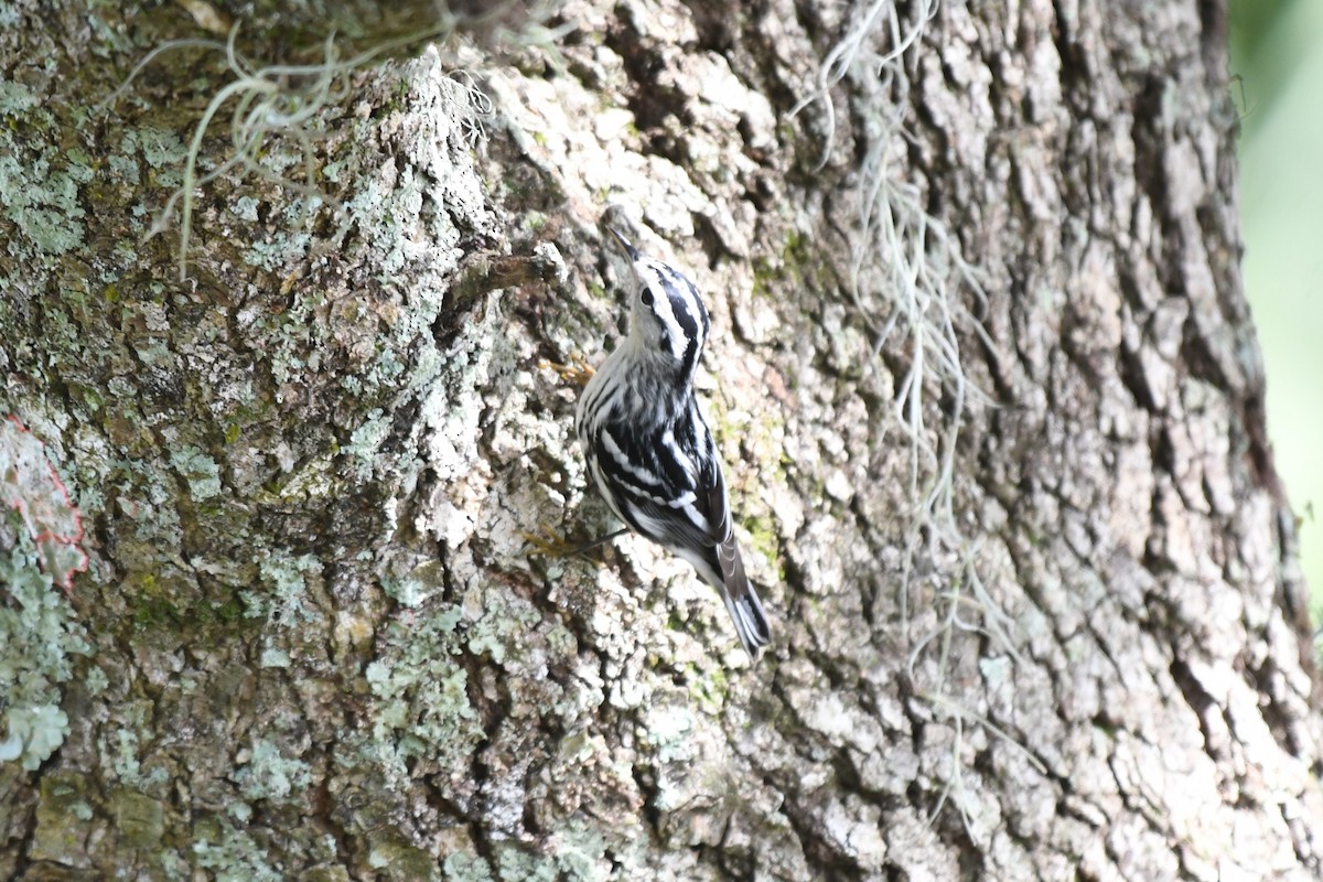 Black-and-white Warbler - ML625298437