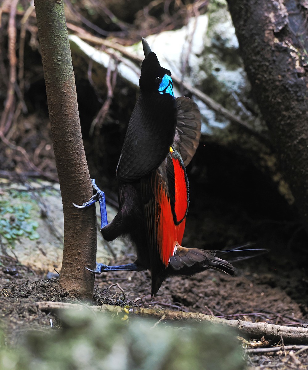 Wilson's Bird-of-Paradise - ML625298771