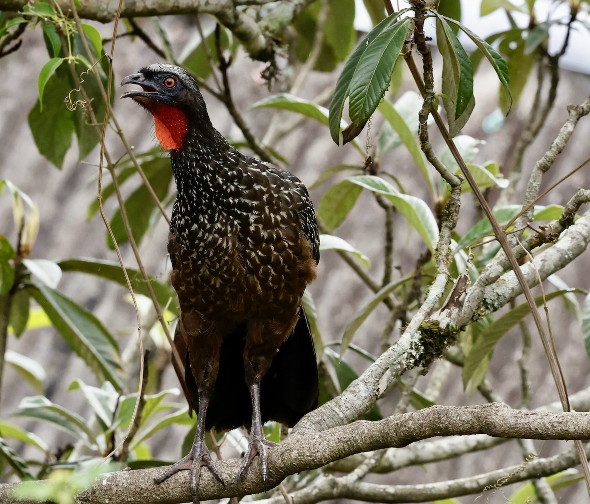 Dusky-legged Guan - ML625298796