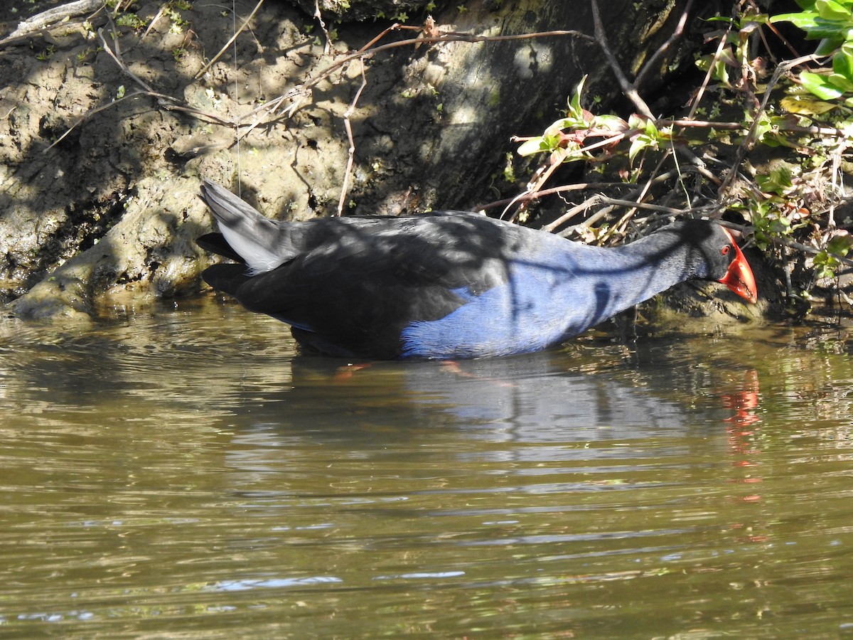 Australasian Swamphen - ML625298869