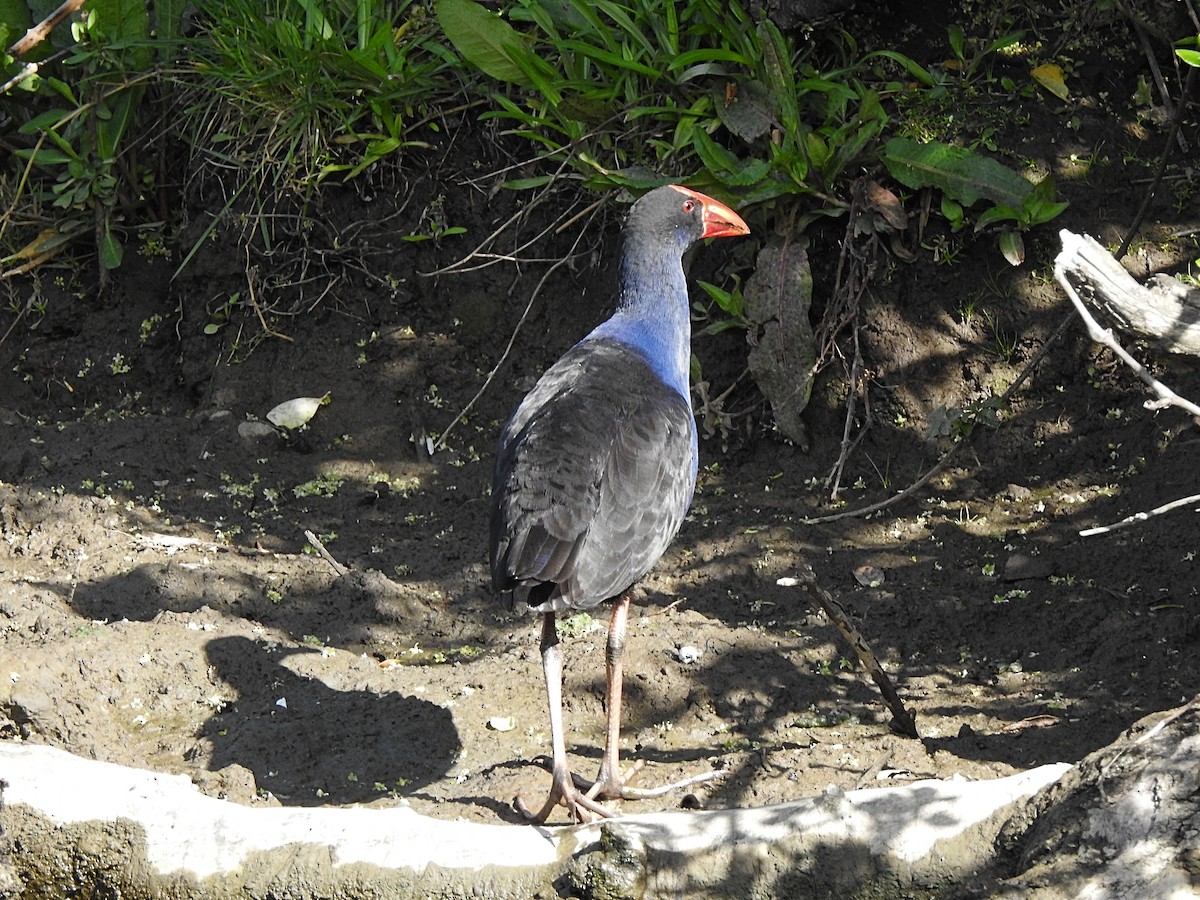 Australasian Swamphen - ML625298870
