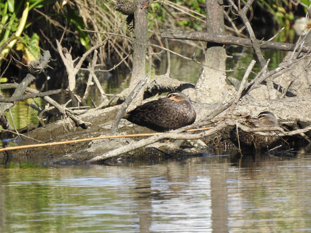Pacific Black Duck - ML625298883