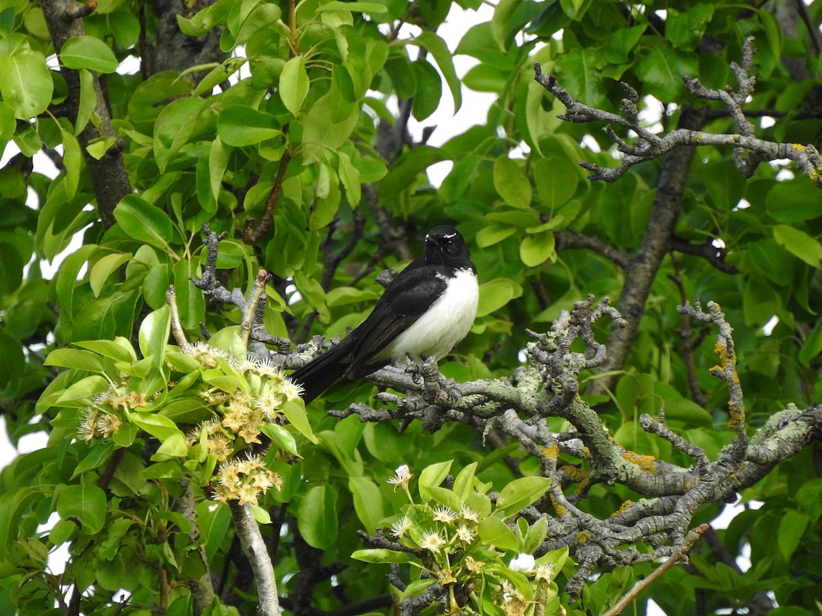 Willie-wagtail - ML625298936