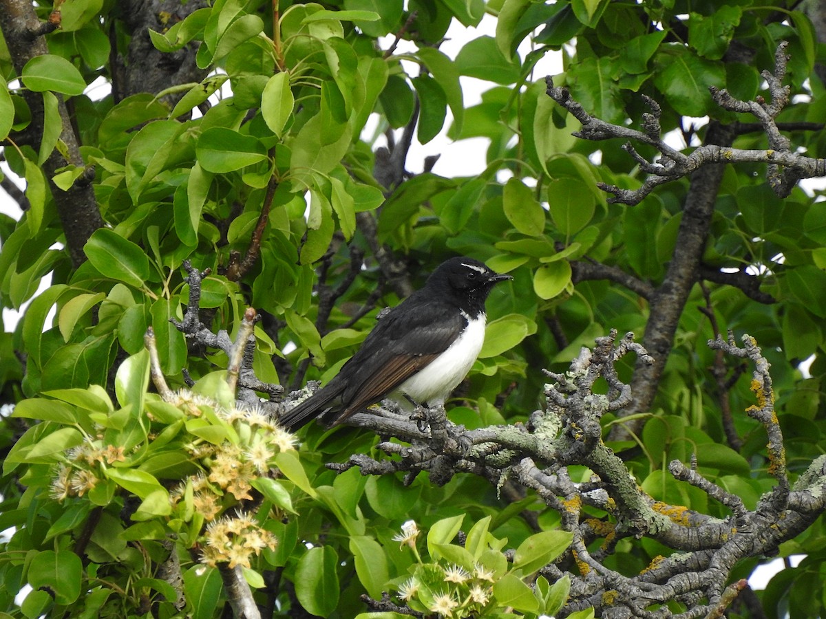Willie-wagtail - ML625298937