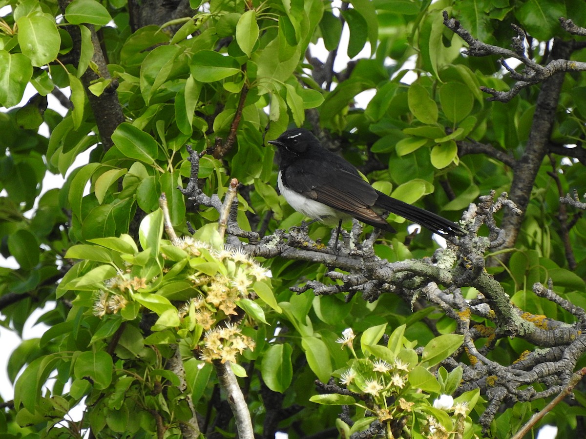 Willie-wagtail - ML625298938