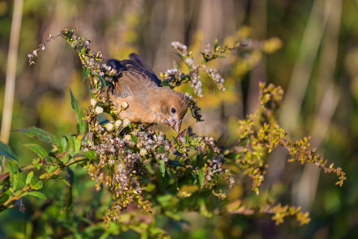 Blue Grosbeak - ML625298944