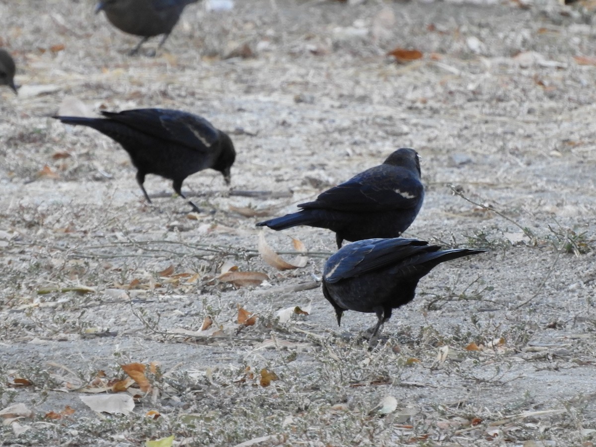 Tricolored Blackbird - ML625298995