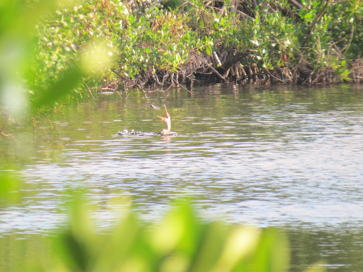 Anhinga Americana - ML625299036