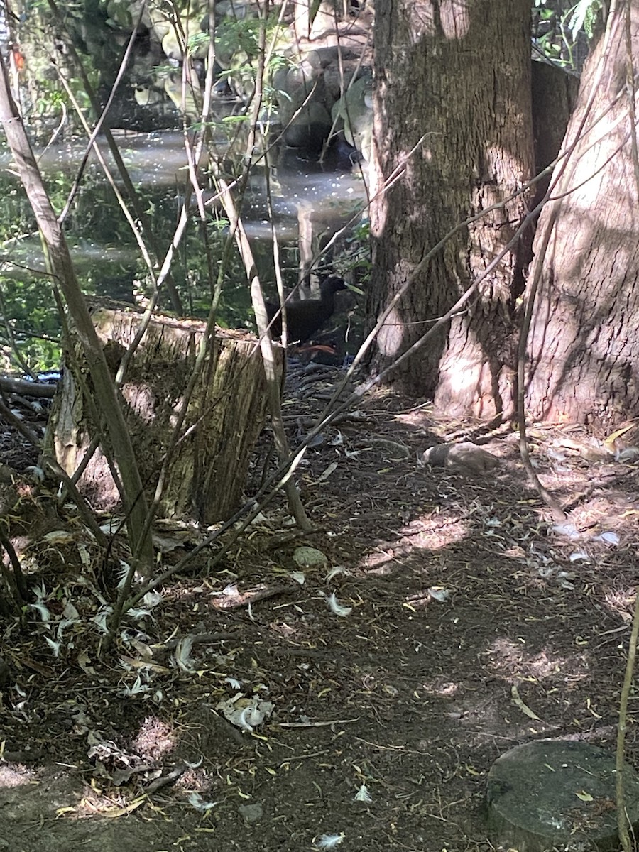 Plumbeous Rail - ML625299047