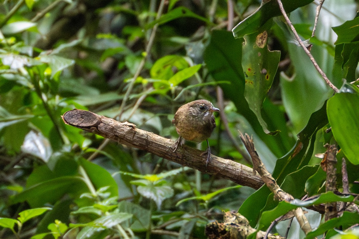Brown Illadopsis - ML625299171
