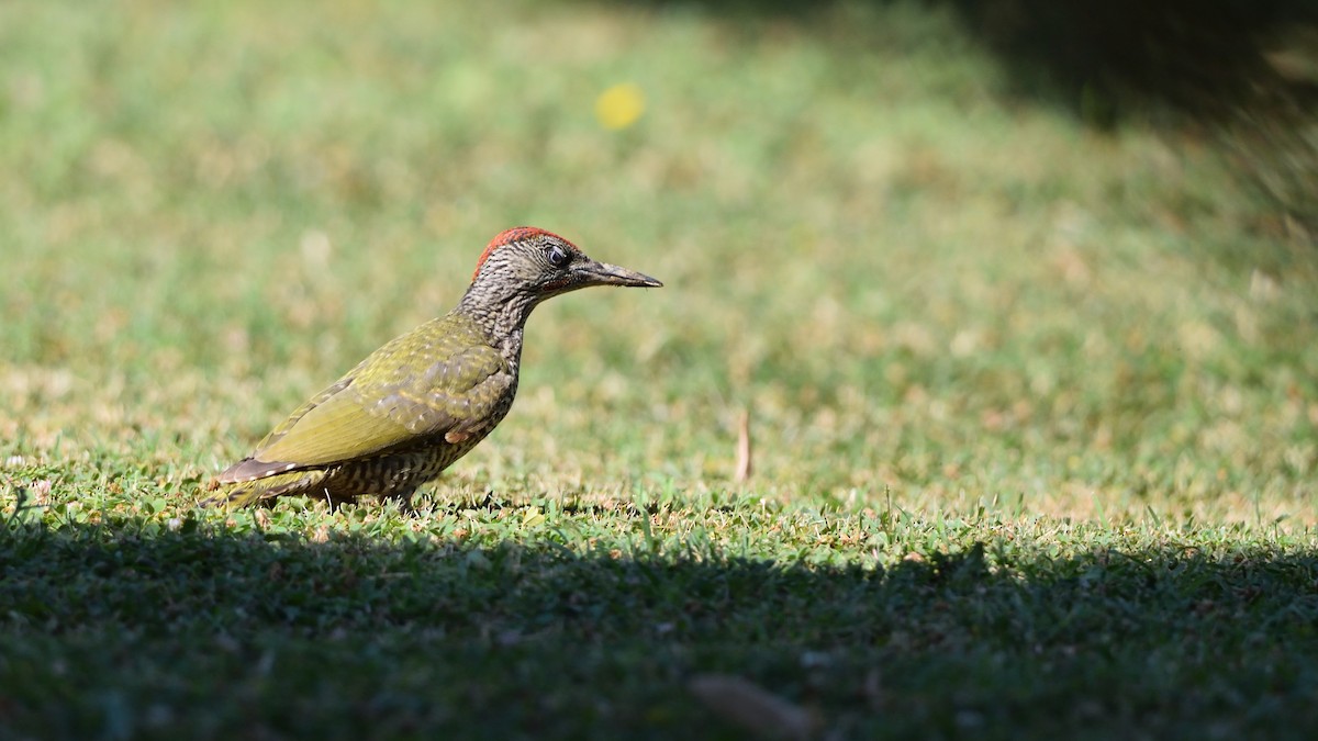 Eurasian Green Woodpecker - ML625299231